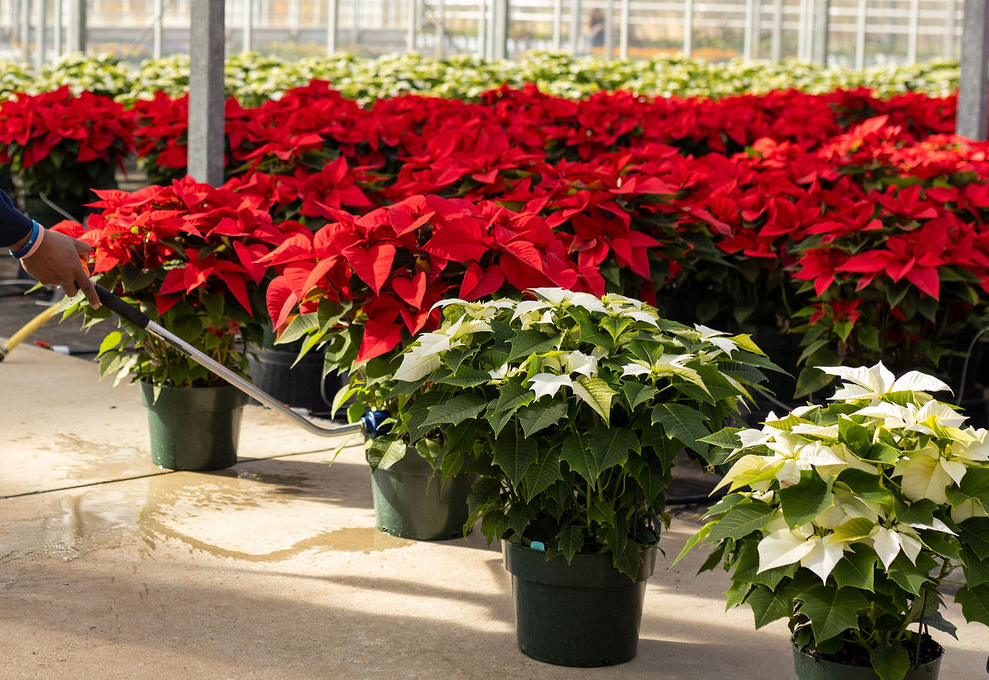 FOOP Feeding Reccomendations