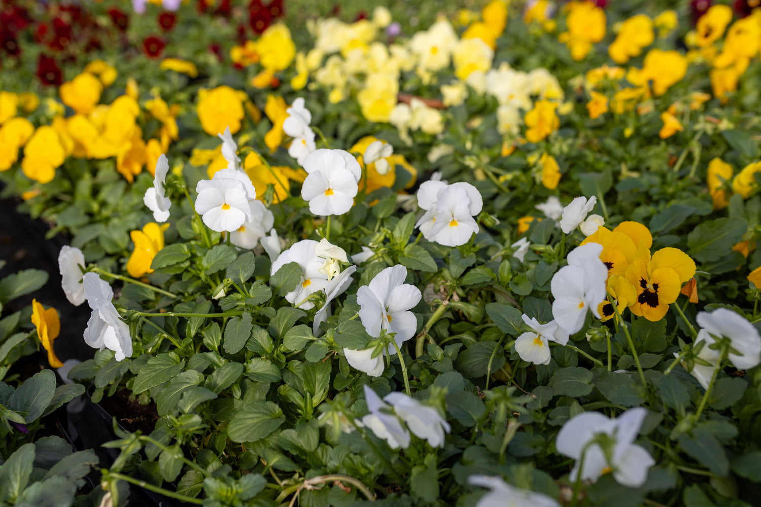 How often should I feed FOOP nutrients to my plants?