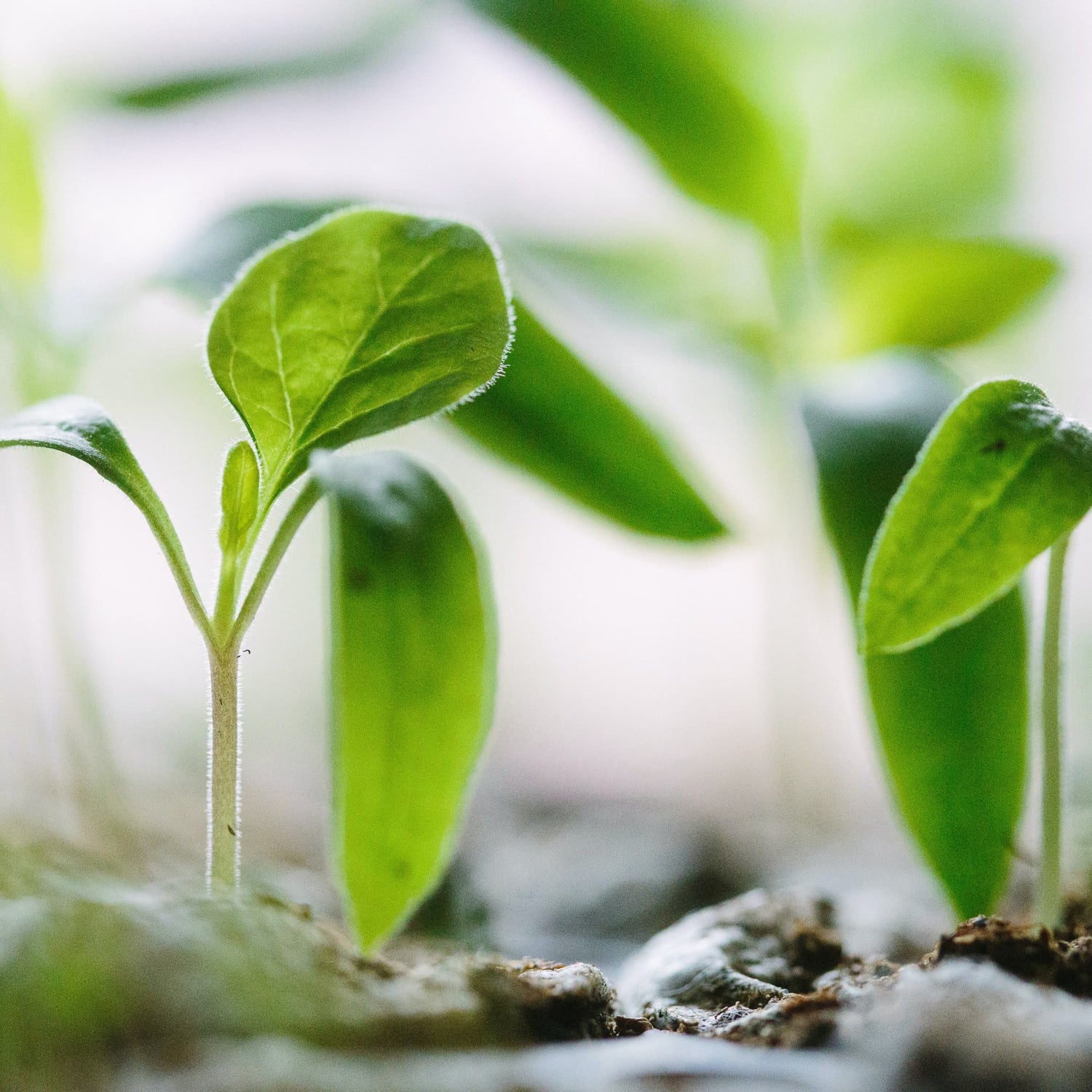 Silica: A Critical Nutrient Most Grows Are Missing