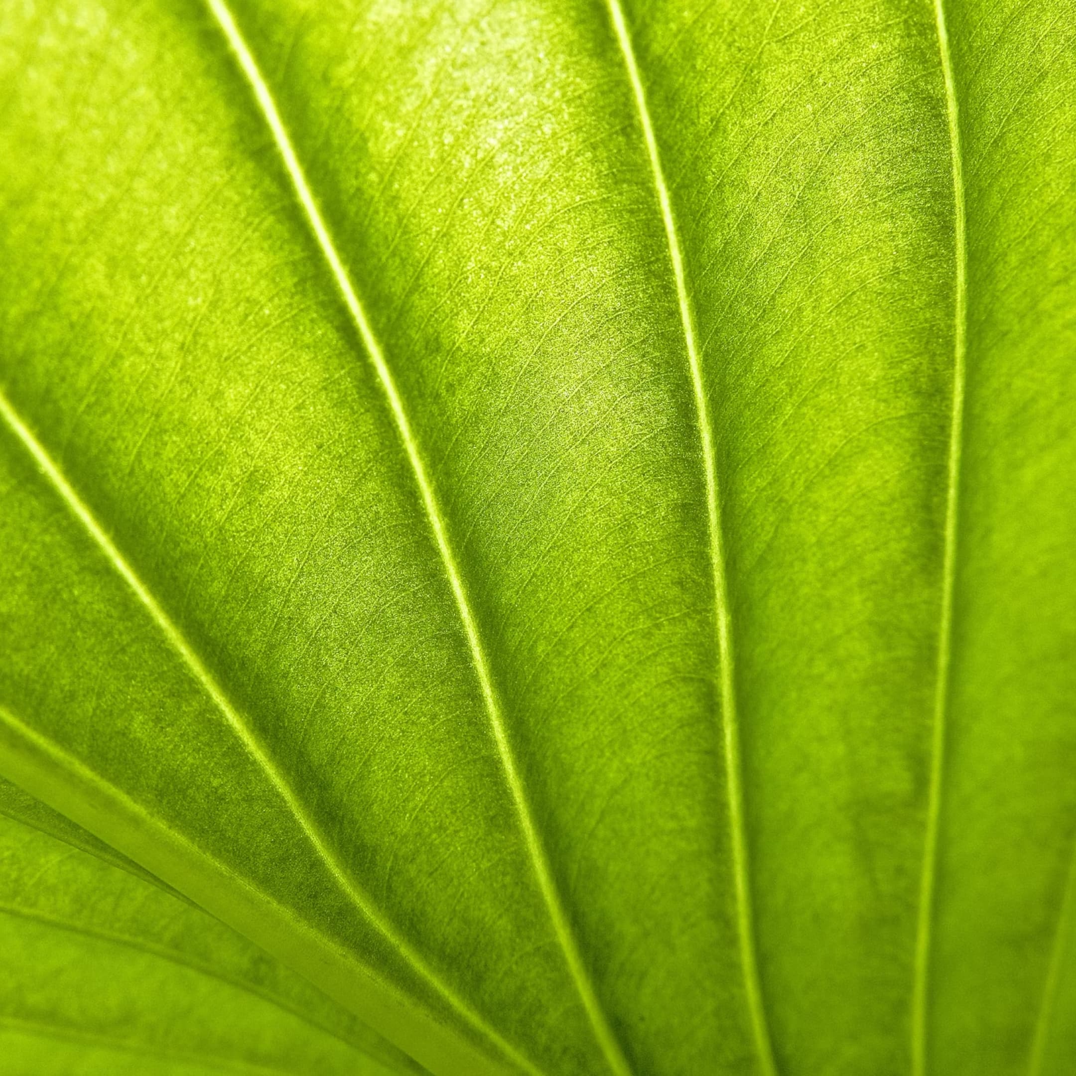 What is a Plant Sweetener and Why is it Important for Your Plants?