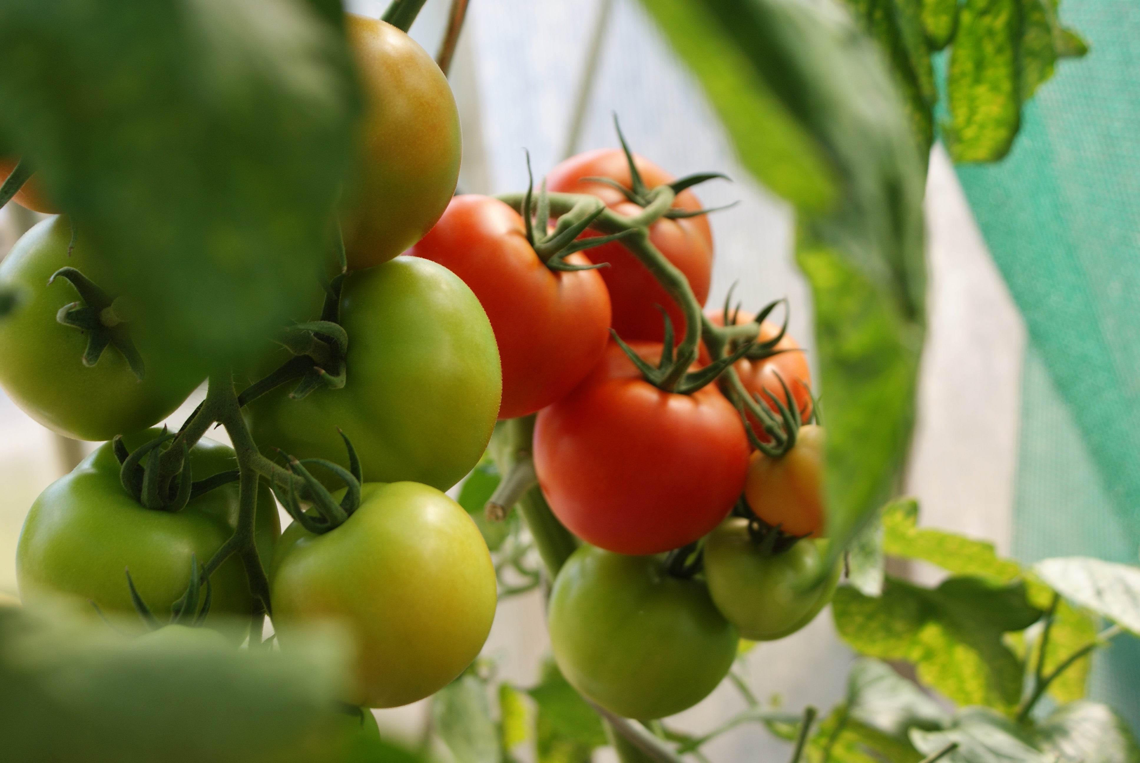 Beyond Fertilizer: FOOP Organic Biosciences