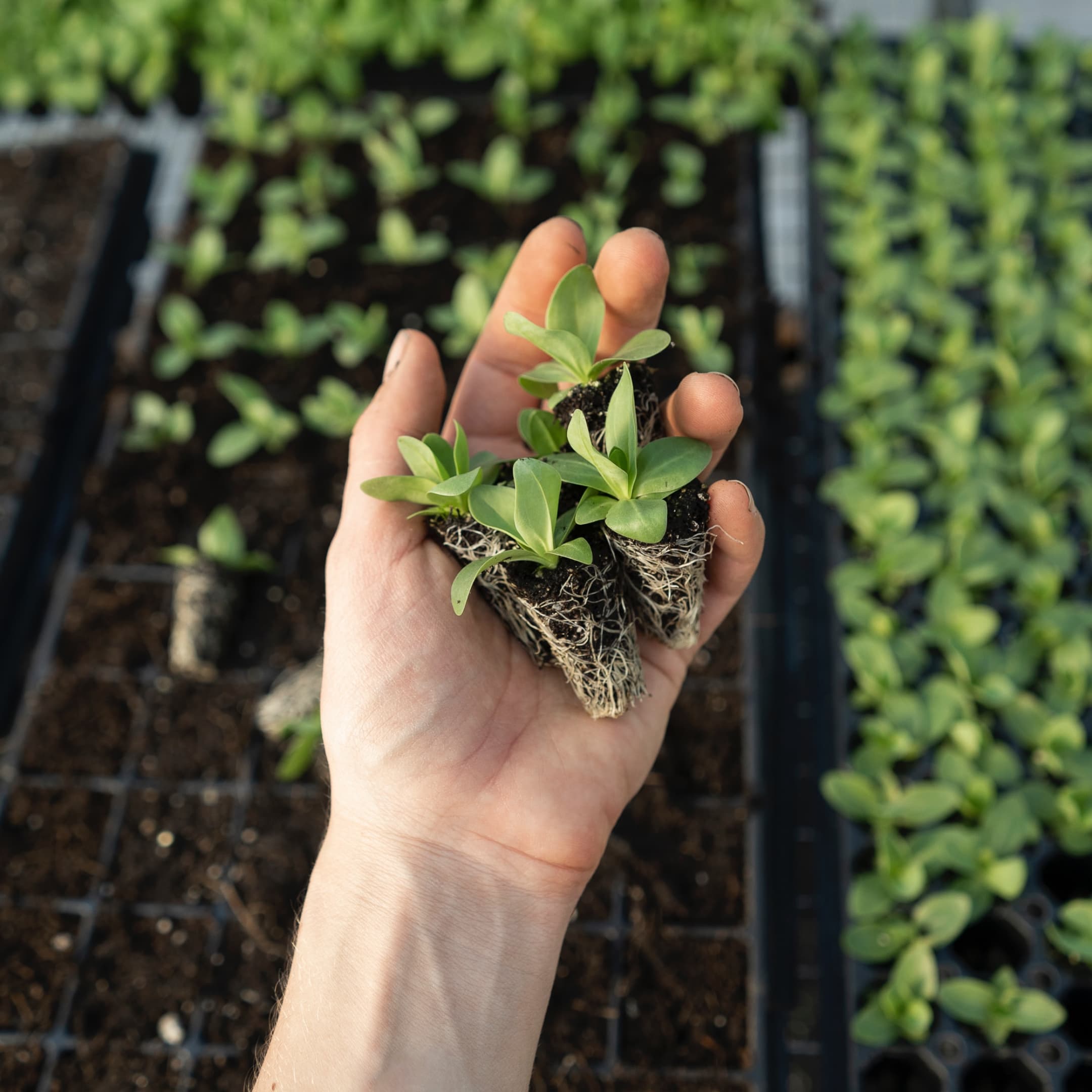 What is Mycorrhiza and Why is it Important to Developing Healthy Roots?