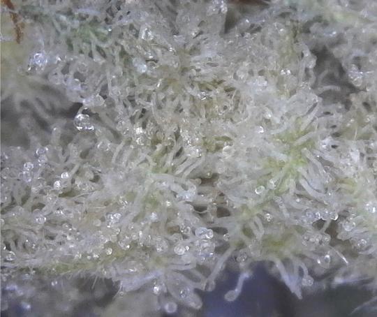 Nutes Veg 2 - 275G